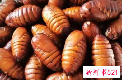 蚕蛹的营养价值
