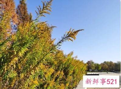 加拿大一枝黄花到底是啥