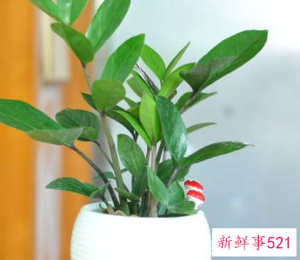 属虎办公室应该养什么植物