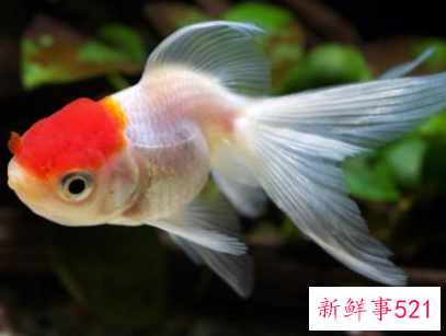 孕妇梦见大金鱼是什么意思