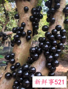 嘉宝果的皮可以吃吗