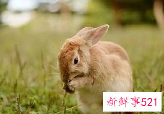 属兔的人是什么星座最好