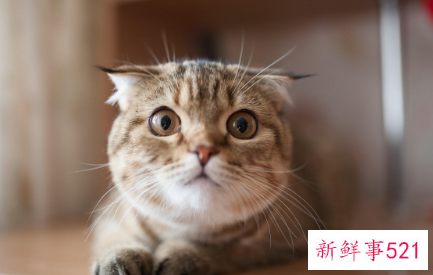 给爱人的昵称备注女