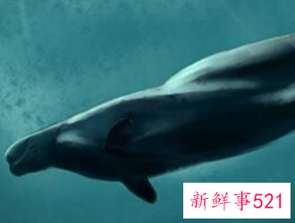 鲸鱼是鱼类还是哺乳