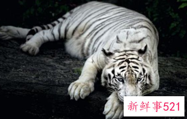 梦见白虎的周公解梦