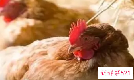 一只鸡啄另一只鸡的头