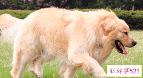 82年属狗十年大运