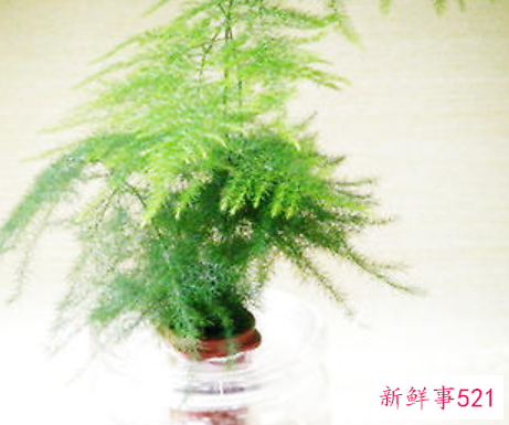 几种观叶植物的新式盆栽法