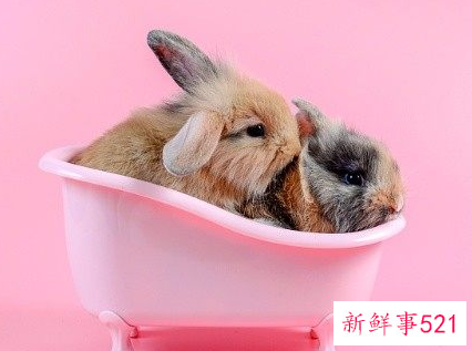 11月属兔的人命好不好