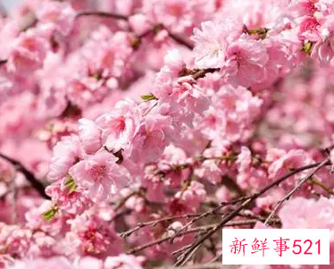 关于桃花的诗句