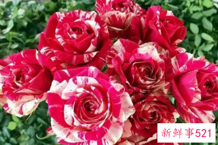 月季花的品种简介