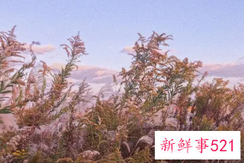 又笨又憨的女生可爱网名