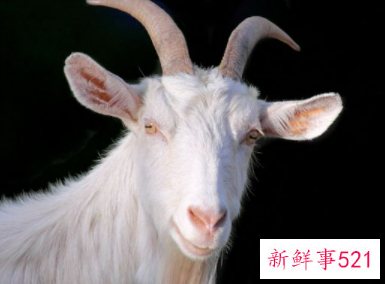 财运好到爆的生肖女