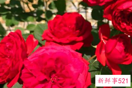 月季花的品种简介