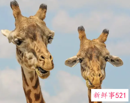 女生做梦梦到长颈鹿