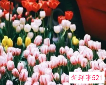 谈恋爱总是失败的5个星座