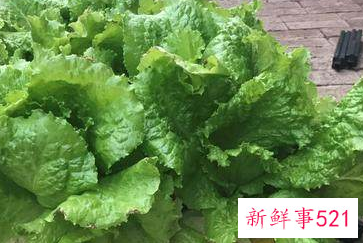 阳台非常好养的蔬菜