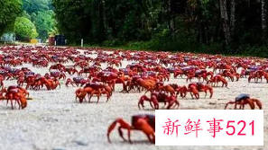 梦见螃蟹有什么预兆