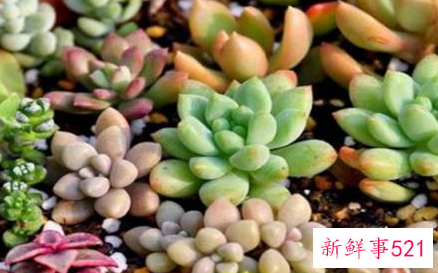 十二星座专属礼物