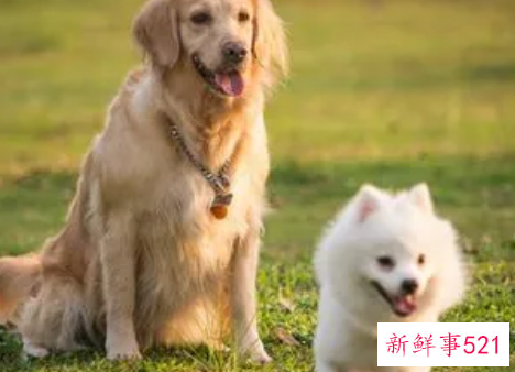 梦见养的狗丢了是什么意思