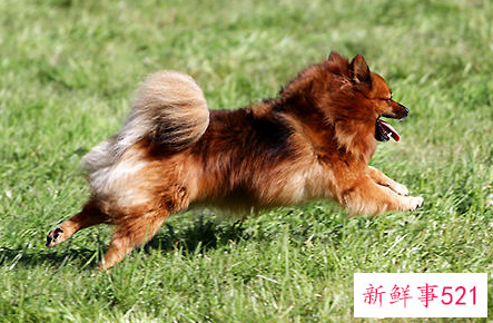 博美犬的智商多高