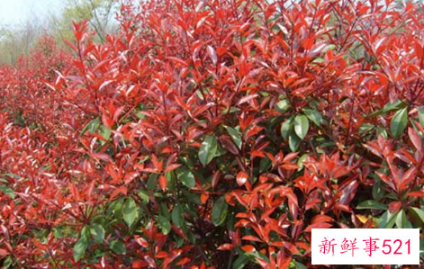 红叶石楠怎么养