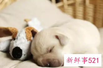 床单有黄印子是为什么