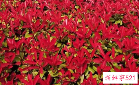 红叶石楠怎么养