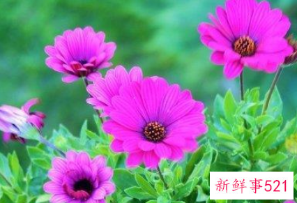 水瓶座命中注定的真爱星座