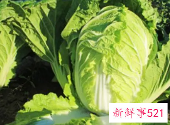 梦见很多蔬菜是什么意思