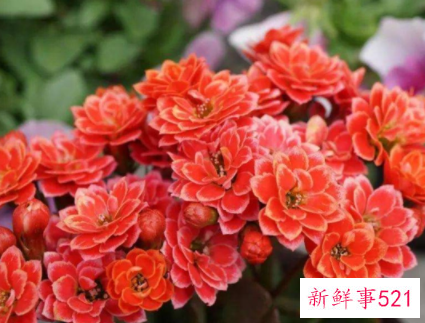 什么花镇宅辟邪