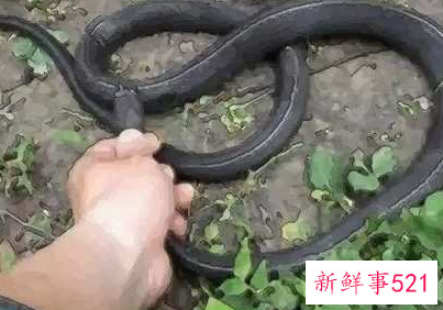 女人自己梦见蛇