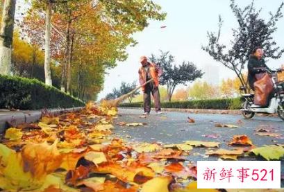 秋天的树叶800字作文