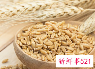 小麦和玉米哪个蛋白质含量高