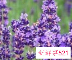 每种花的花语含义及图片