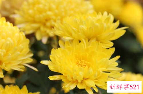 鲜花妙用助你平定敏感肌