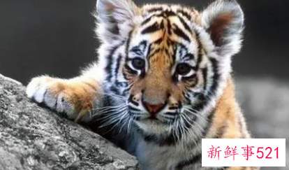 属虎人明天的财运如何