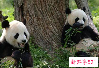 森林里都有哪些小动物