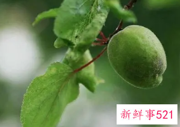 女人梦见青桃子预示什么