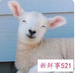 有创意搞笑昵称