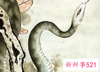 属蛇男喜欢的女人外形和性格