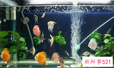 养金鱼也能养出好风水