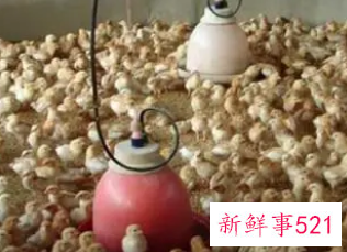 从街上买回来的小鸡怎么养