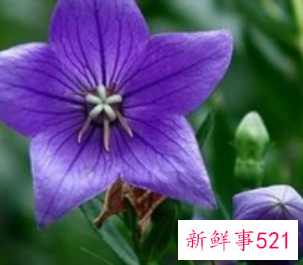 每种花的花语含义及图片