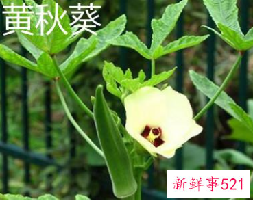 洋辣椒的功效和作用