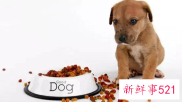 狗狗不吃饭怎么办