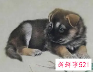 1982年属狗的幸运颜色