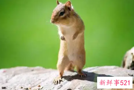 梦见袋鼠是什么意思呢