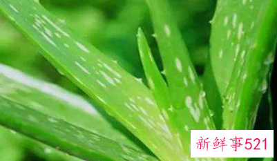 如何使用芦荟胶护肤