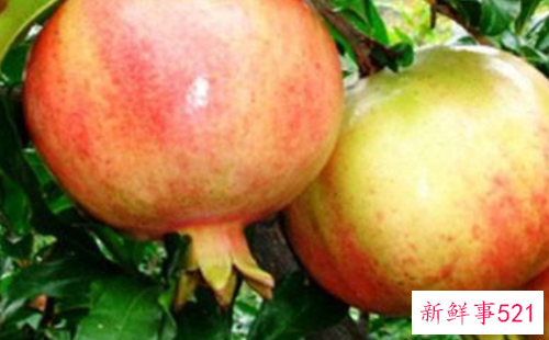 挑选什么样的石榴好吃